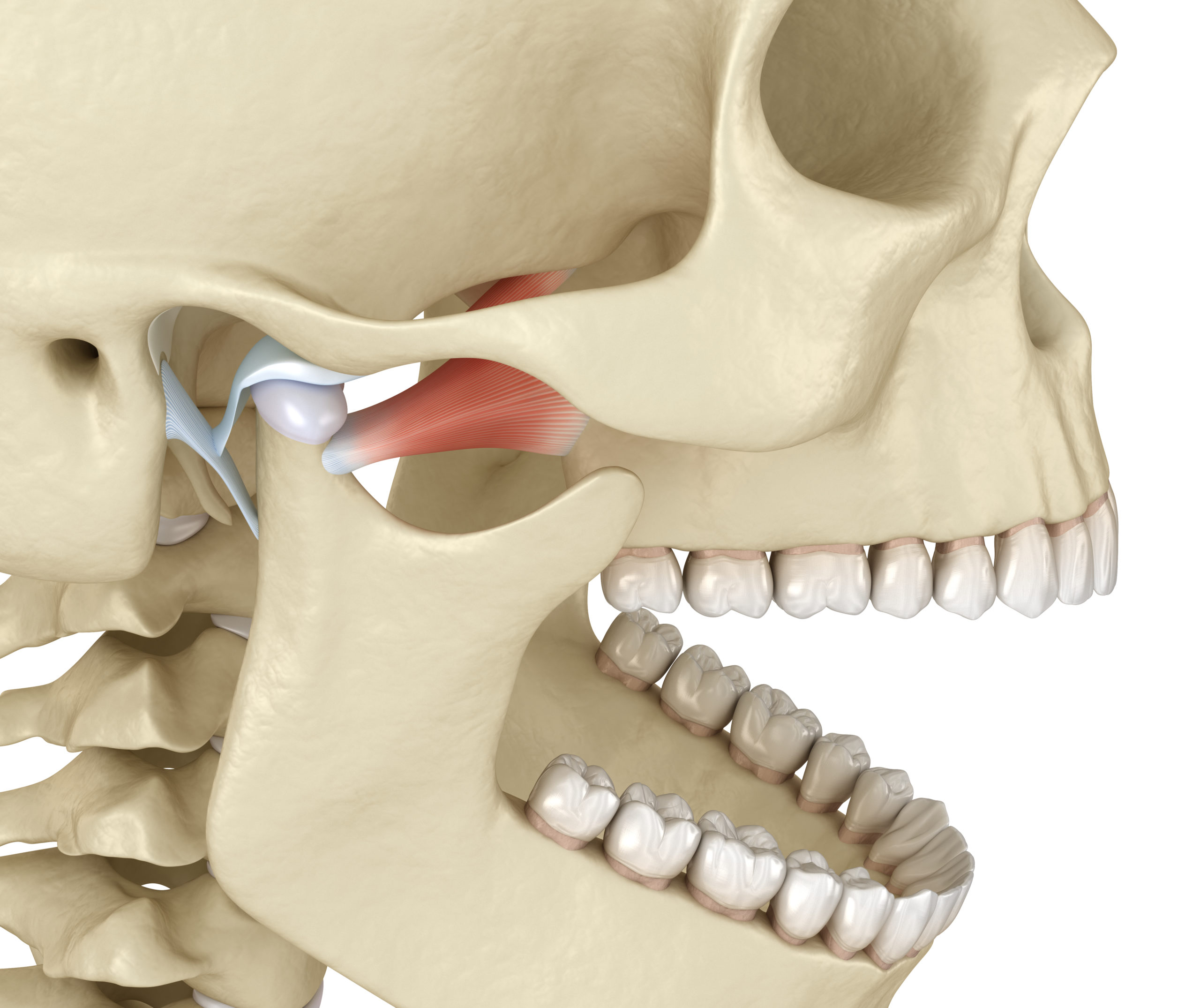 Jaw and Temporomandibular Joint: Anatomy